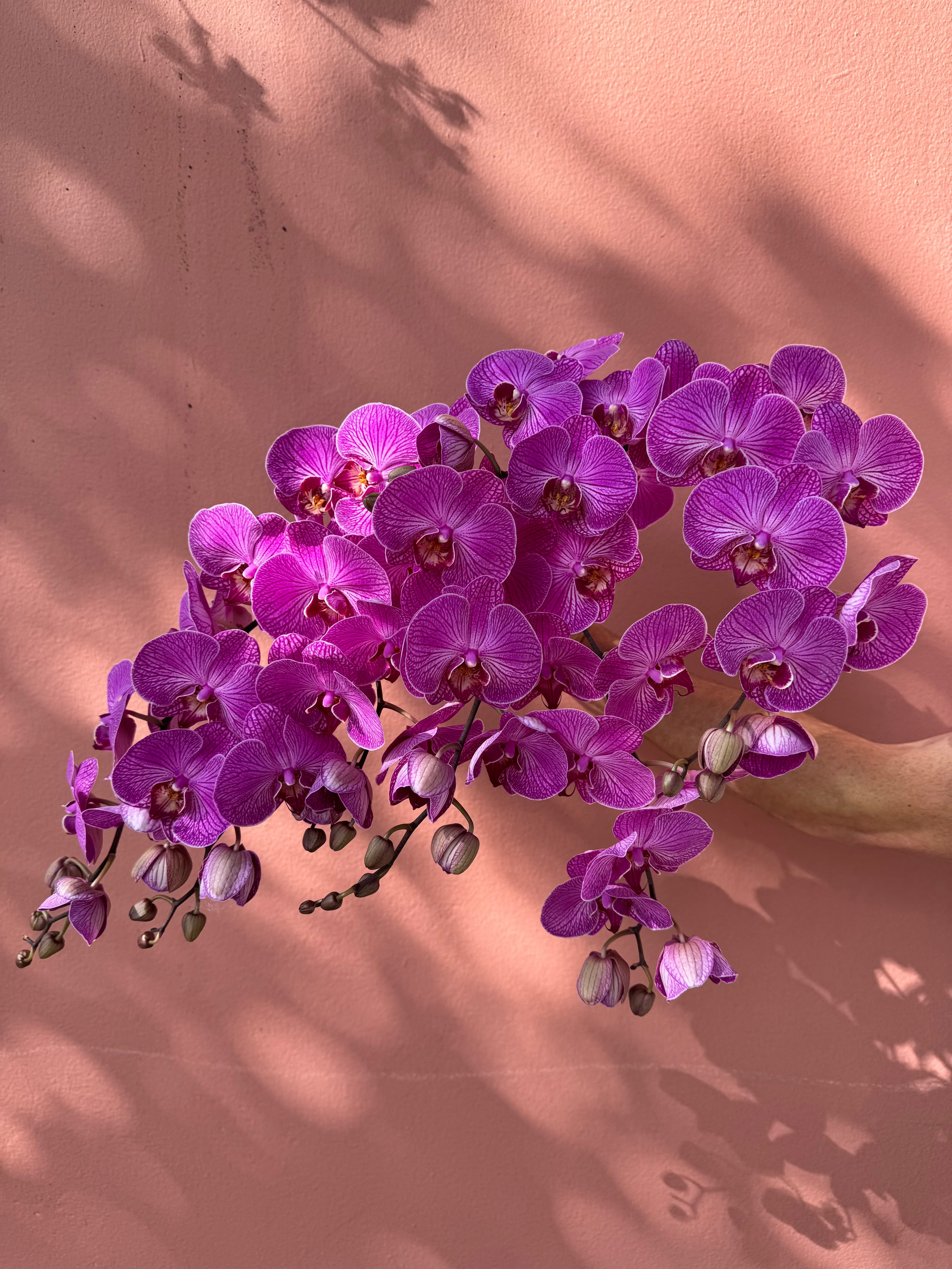 Add Single Stem Natural Phalaenopsis Orchid (Colour)