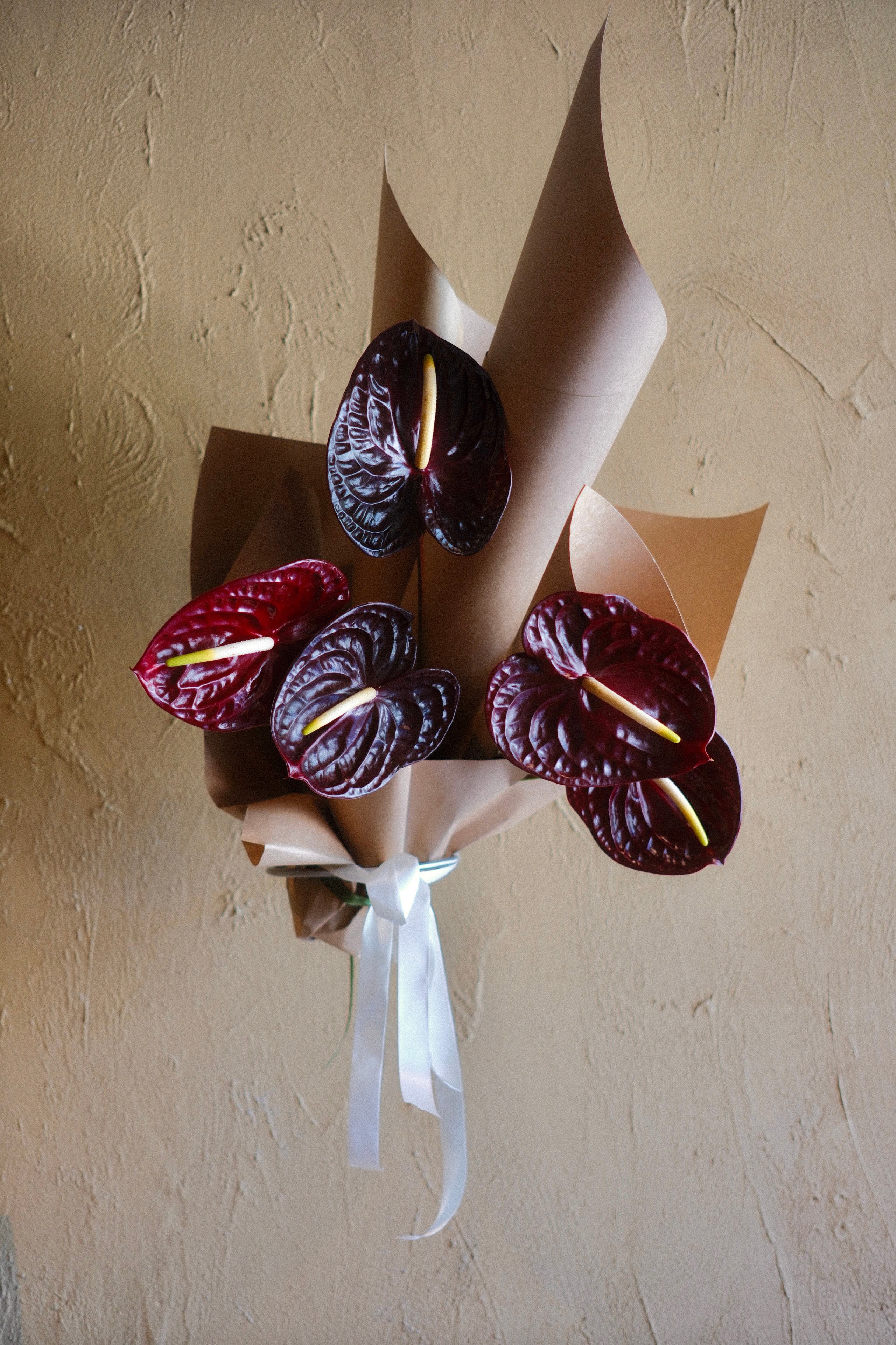 Anthuriums With Love