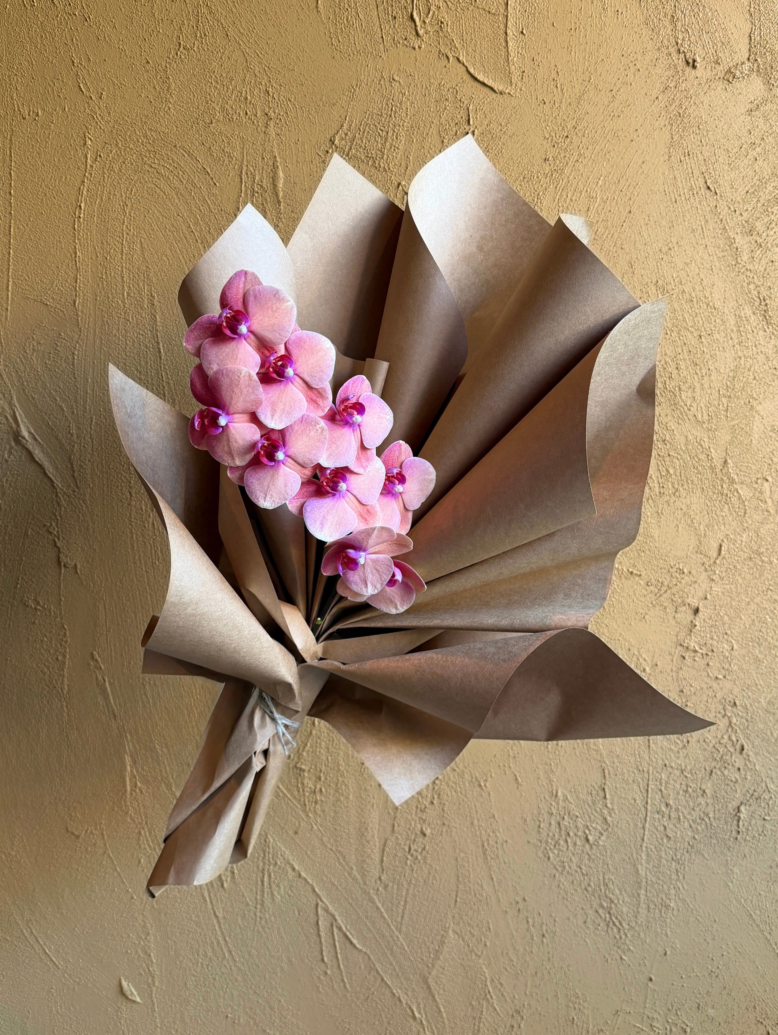 Natural Phalaenopsis Orchid