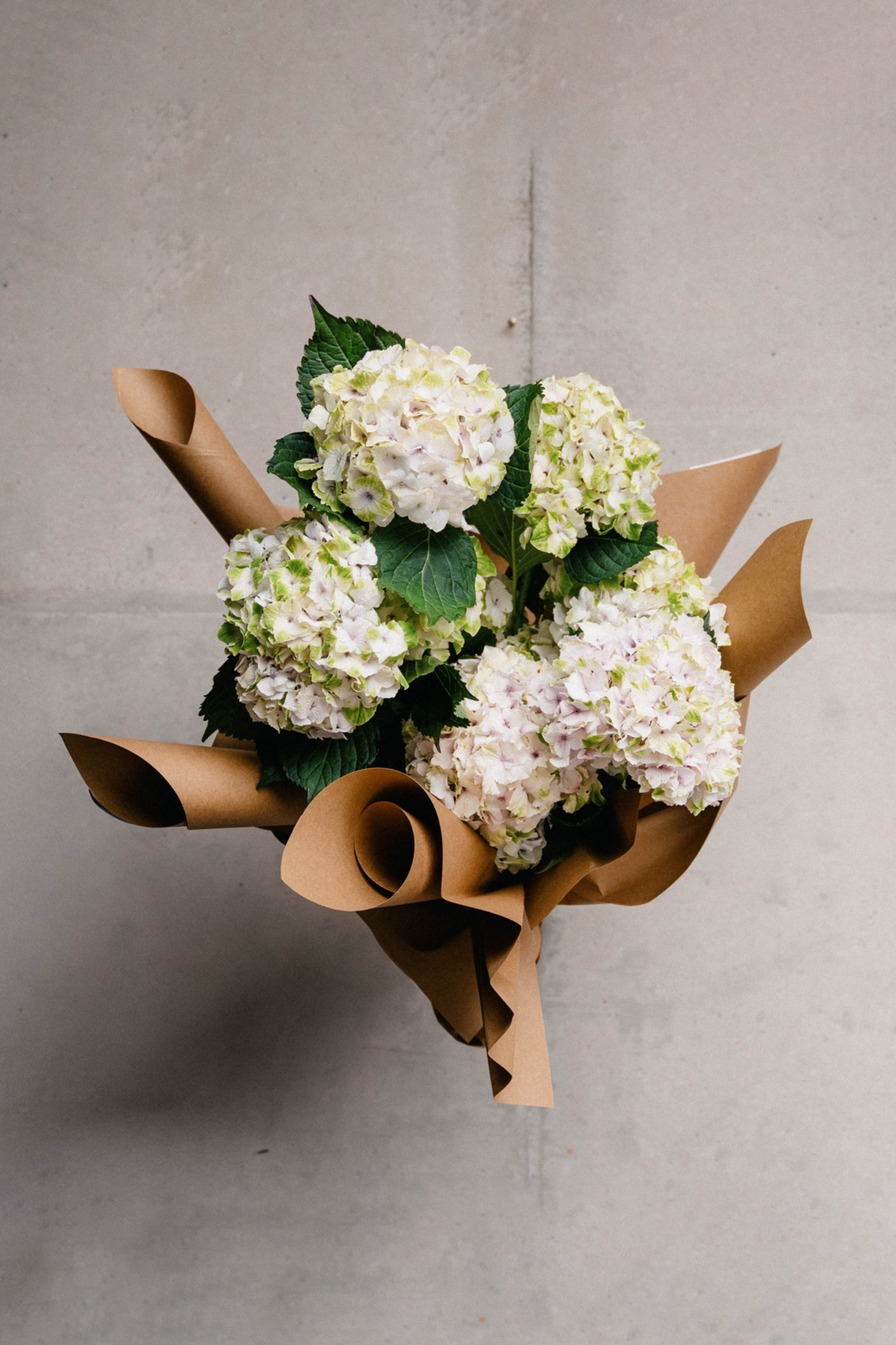 Hydrangea Neutral - En masse