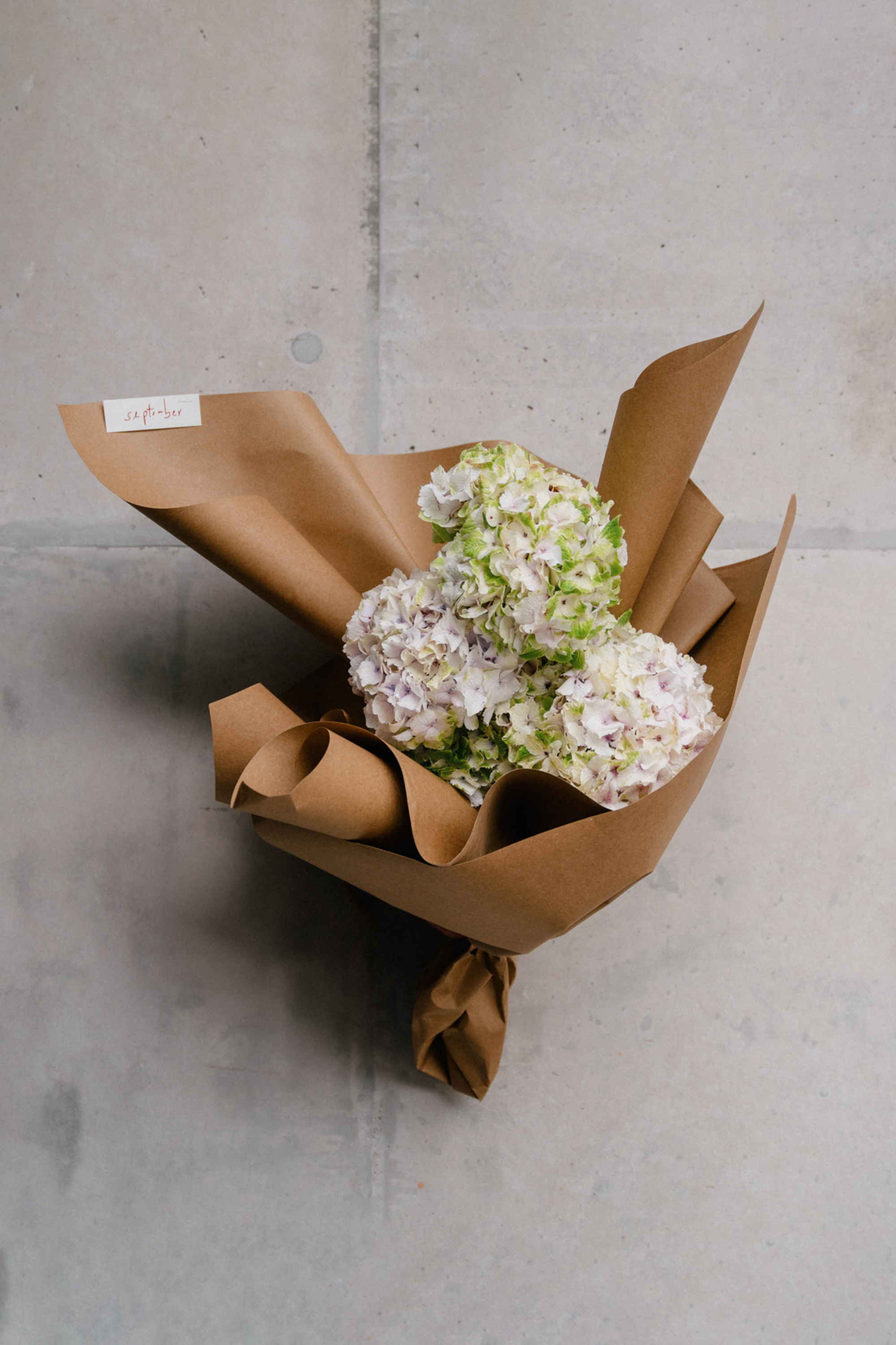 Hydrangea Neutral - En masse