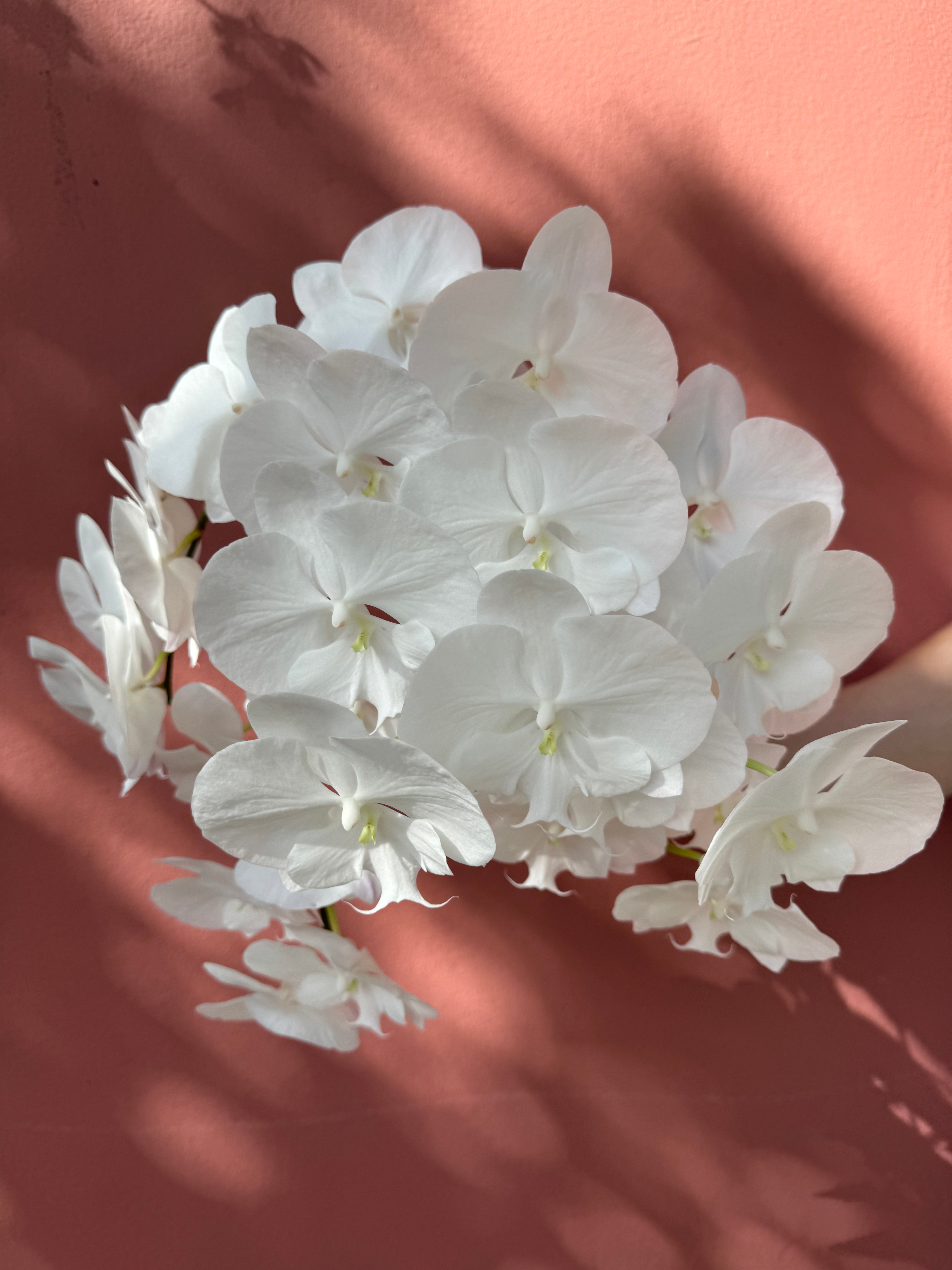 Add Single Stem Natural Phalaenopsis Orchid (White)