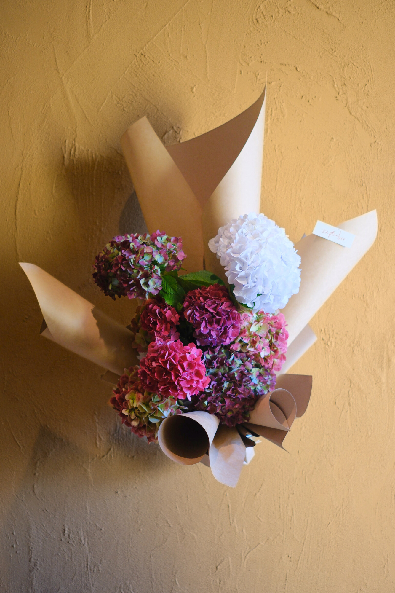 Hydrangea Vibrant - En masse