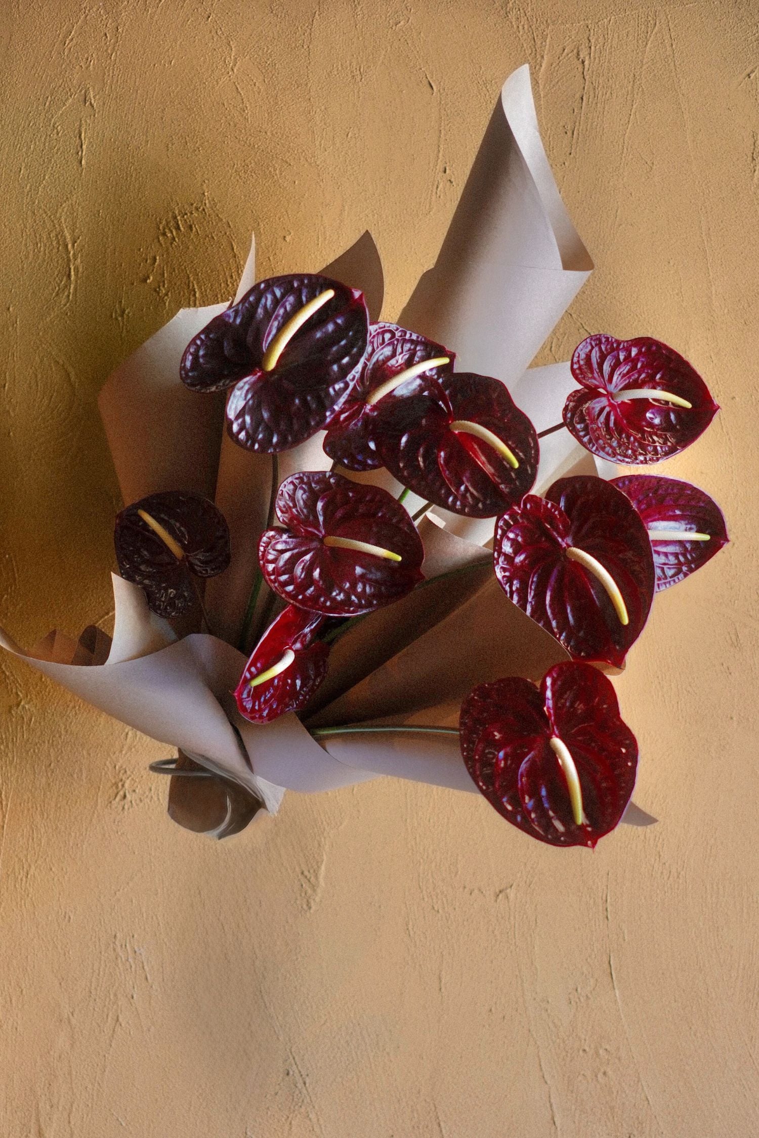 Anthurium