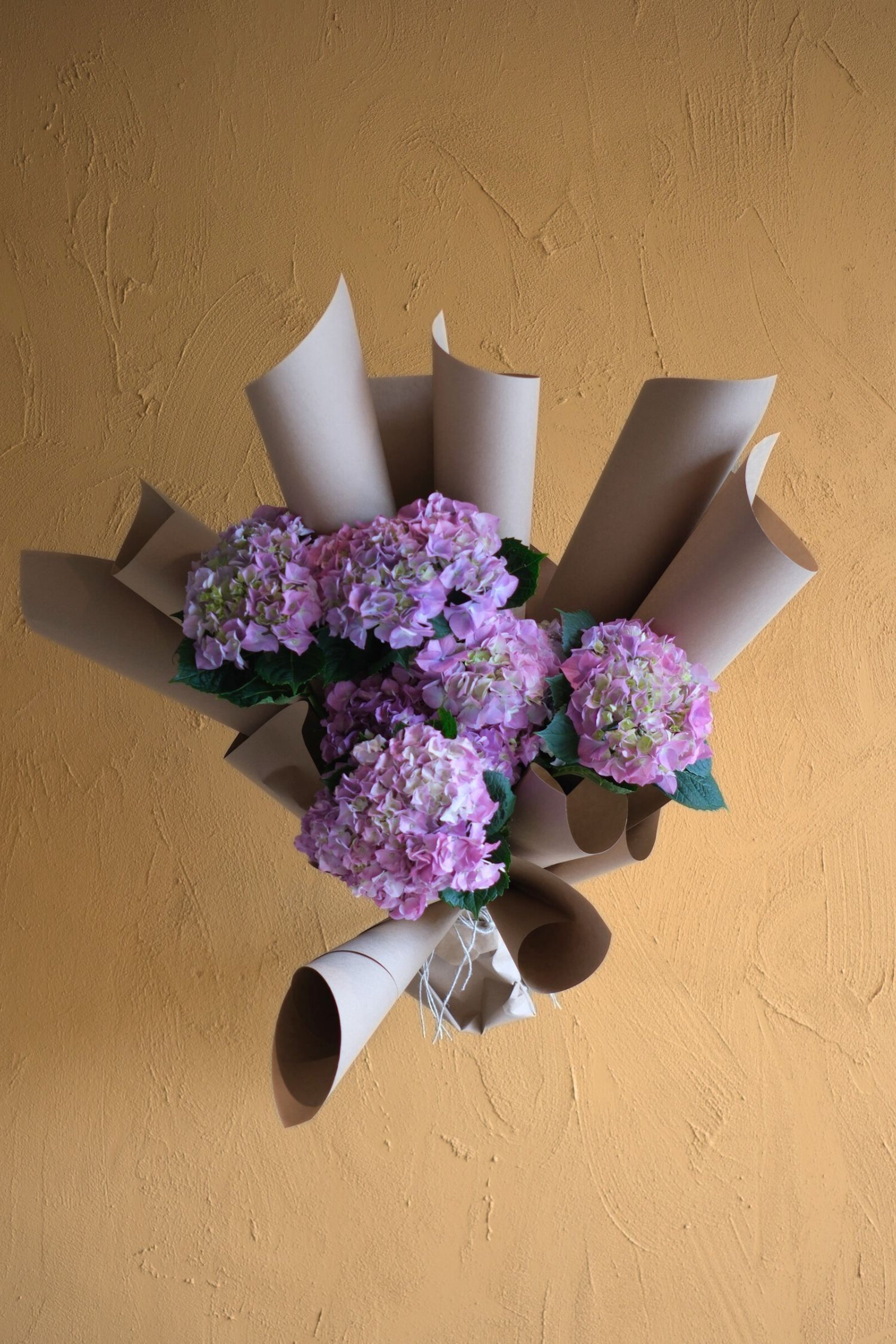 Hydrangea Vibrant - En masse