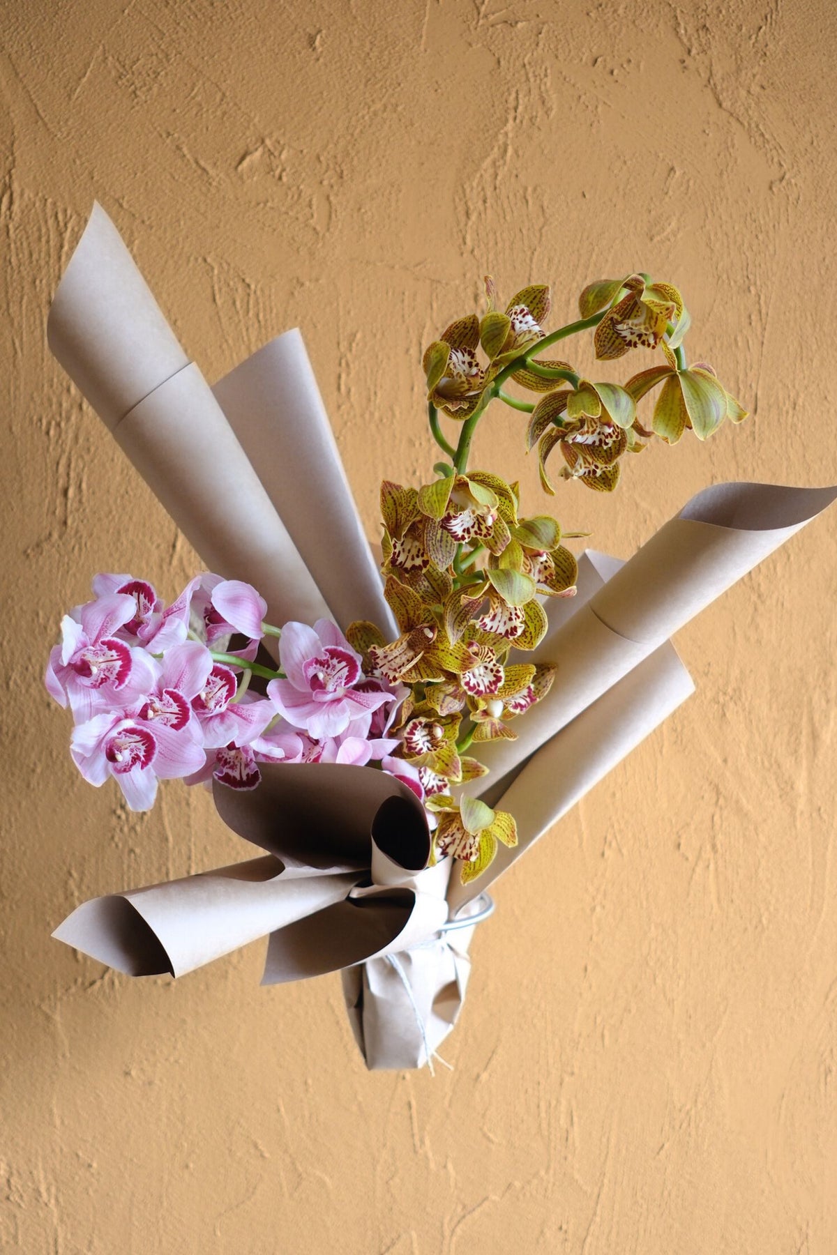 Cymbidium